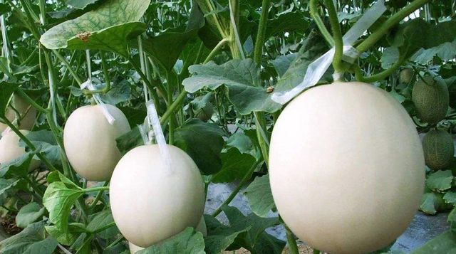 香瓜种子的种植方法