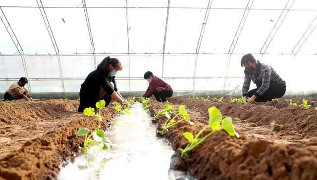 香瓜种子的种植方法