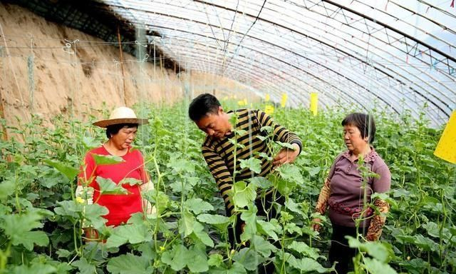 香瓜种子的种植方法
