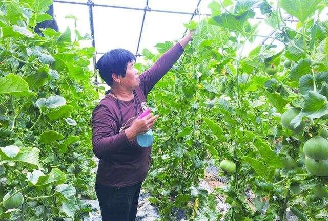 香瓜种子的种植方法