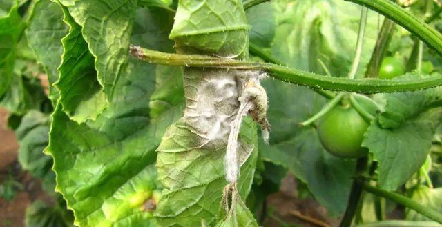 香瓜种子的种植方法