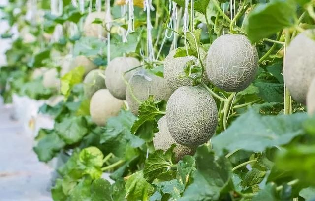 香瓜种子的种植方法