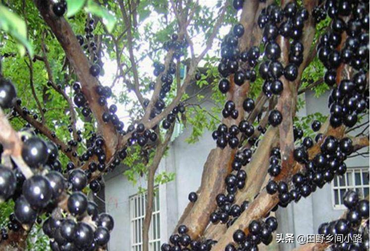 果树种植需要哪些技术