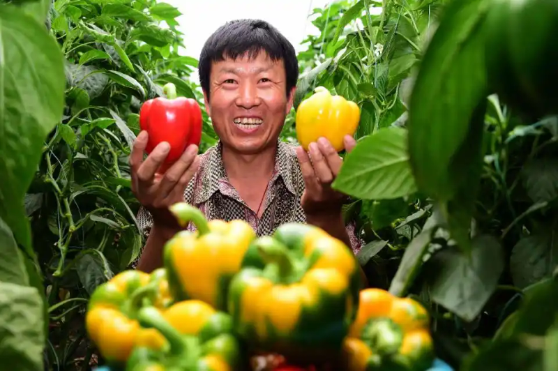 蔬菜怎么种？看“父子”两代人“对话”