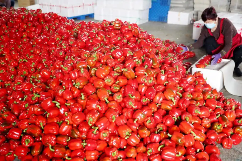 大棚的种植技术