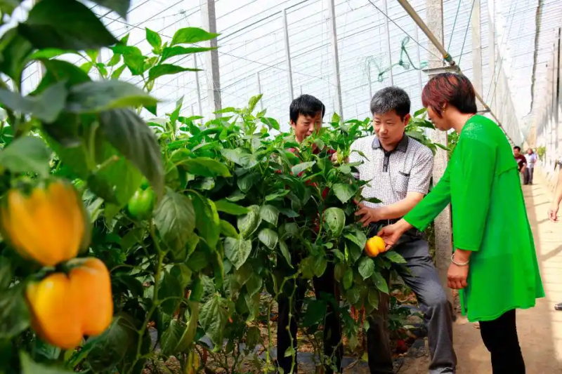 大棚的种植技术