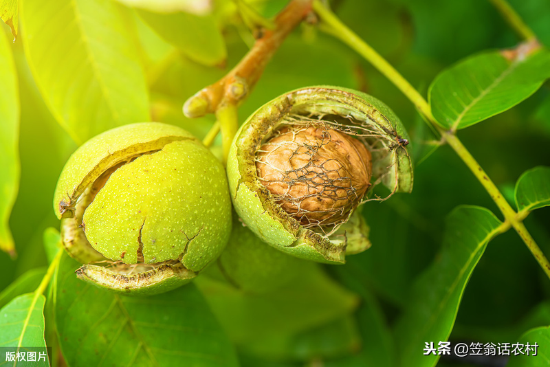 核桃树的种植技术