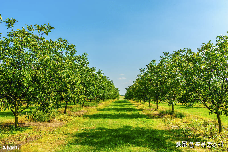 核桃树的种植技术