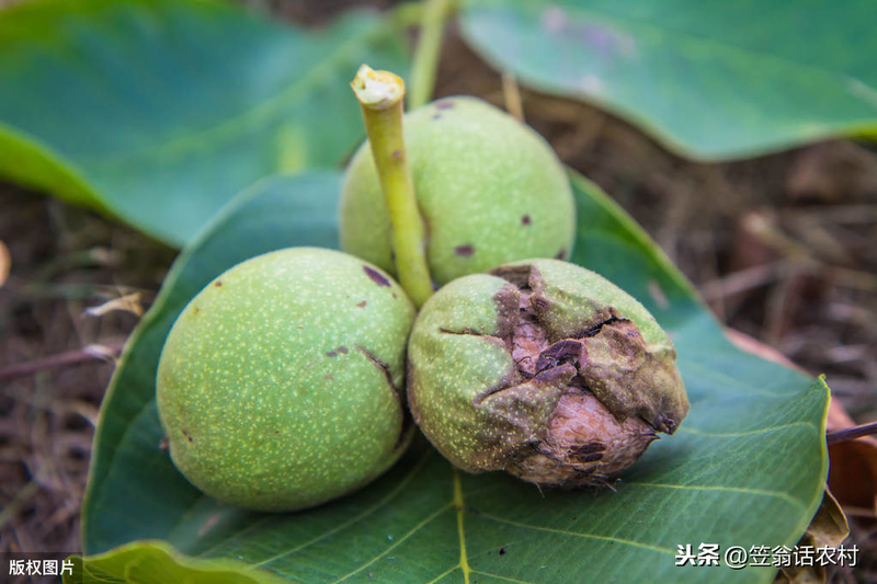 核桃树的种植技术