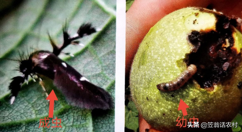 核桃树的种植技术