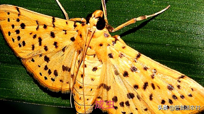 核桃树的种植技术