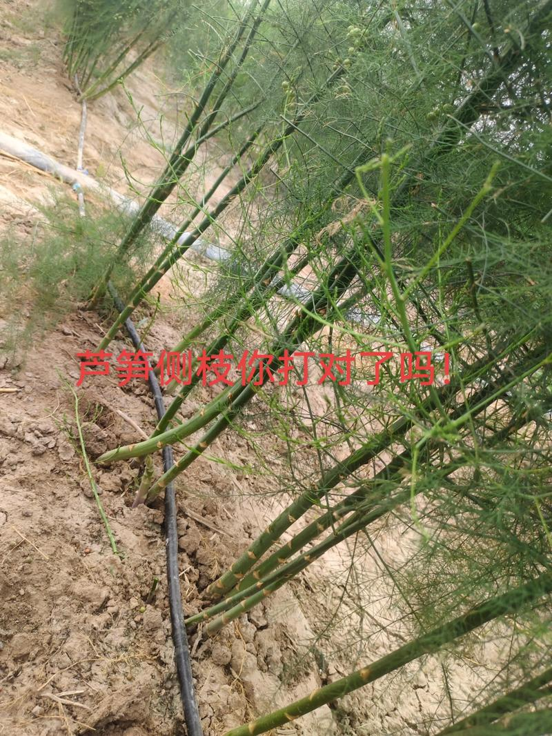 芦笋的种植方法