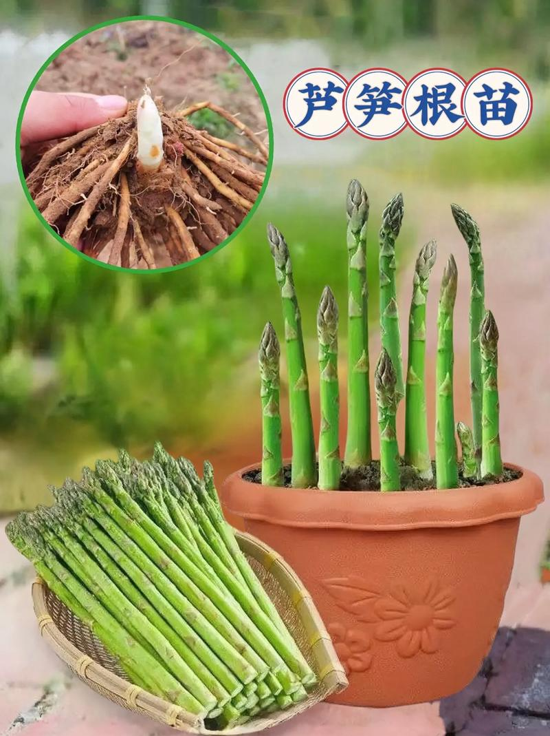 芦笋的种植方法