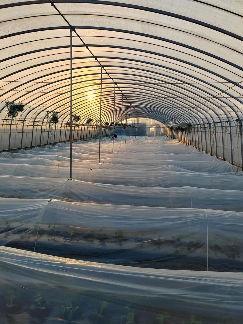 网纹甜瓜塑料大棚基质栽培技术