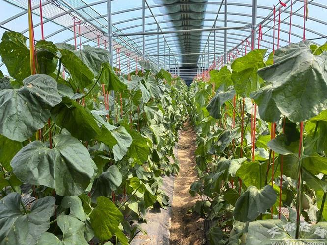 The method of cultivation of the vanilla seeds