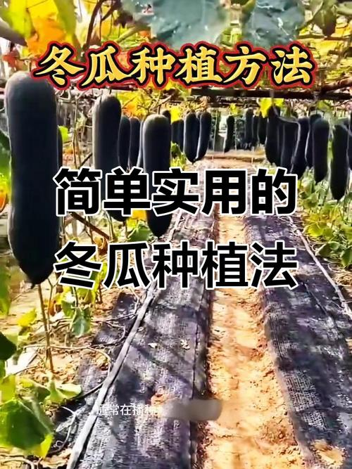 A video of winter melon planting technology
