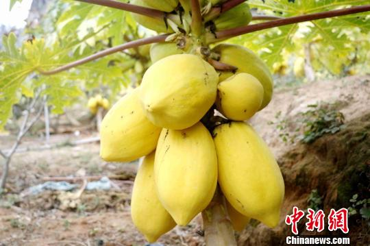 台商带东南亚黄金木瓜扎根大陆 开始规模化种植