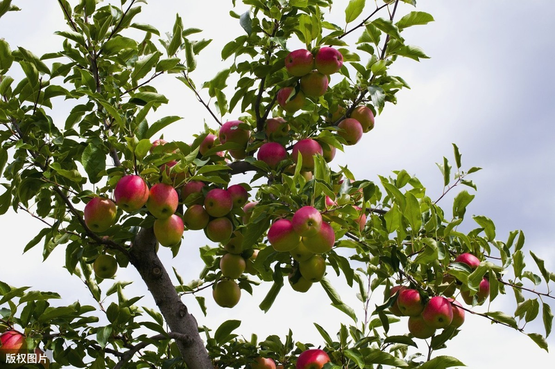 What techniques are needed for fruit tree cultivation