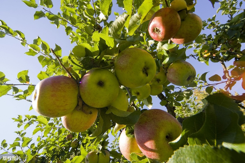 What techniques are needed for fruit tree cultivation