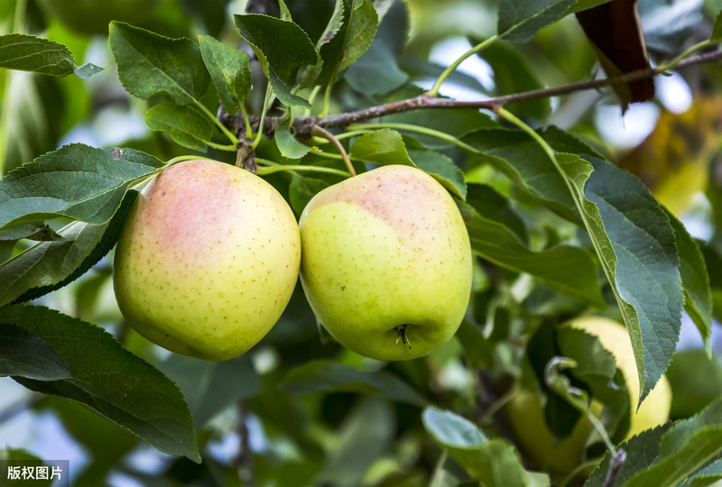 What techniques are needed for fruit tree cultivation