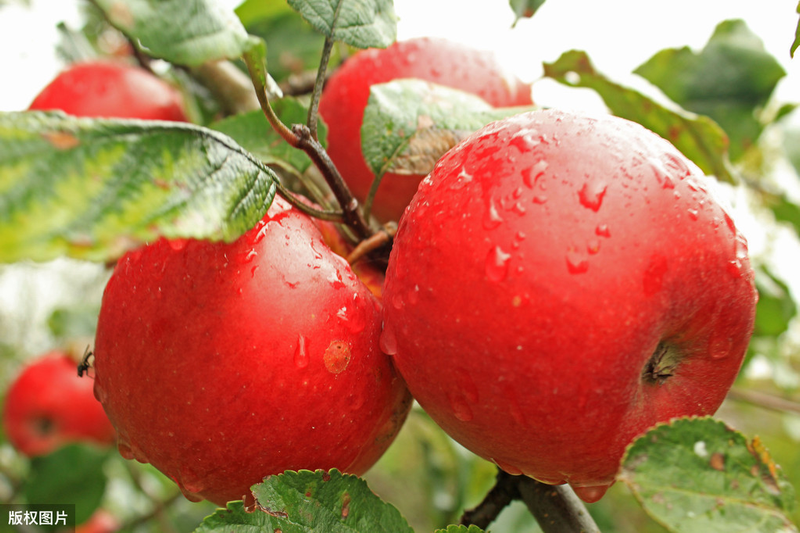 What techniques are needed for fruit tree cultivation