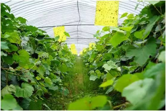 果树种植需要哪些技术