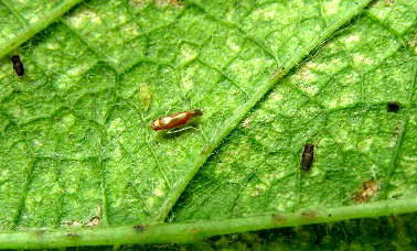 果树种植需要哪些技术