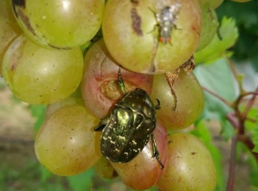 果树种植需要哪些技术