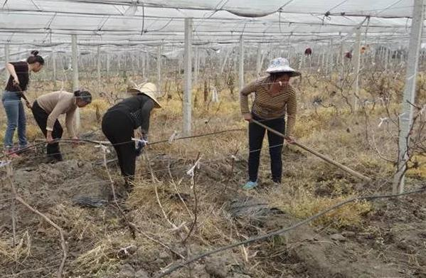 果树种植需要哪些技术