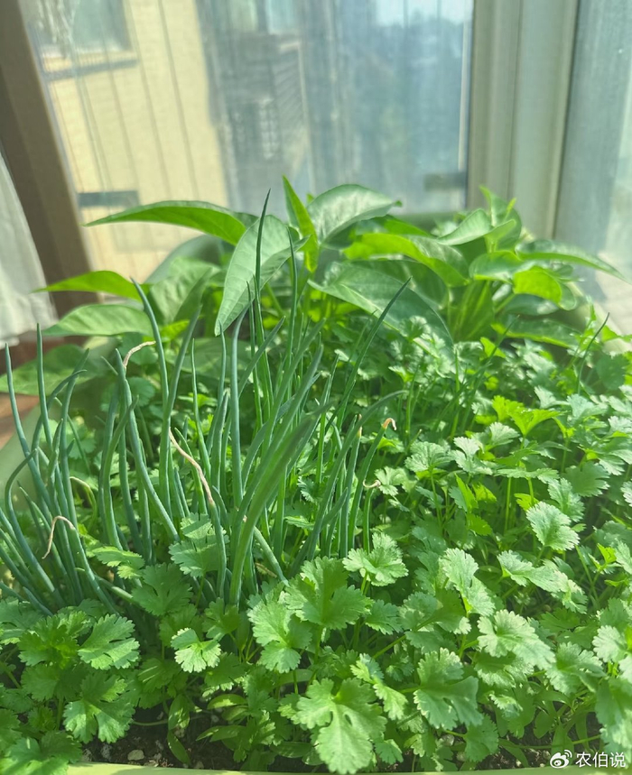 Onion cultivation methods