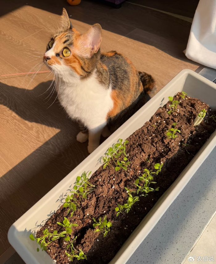 Onion cultivation methods