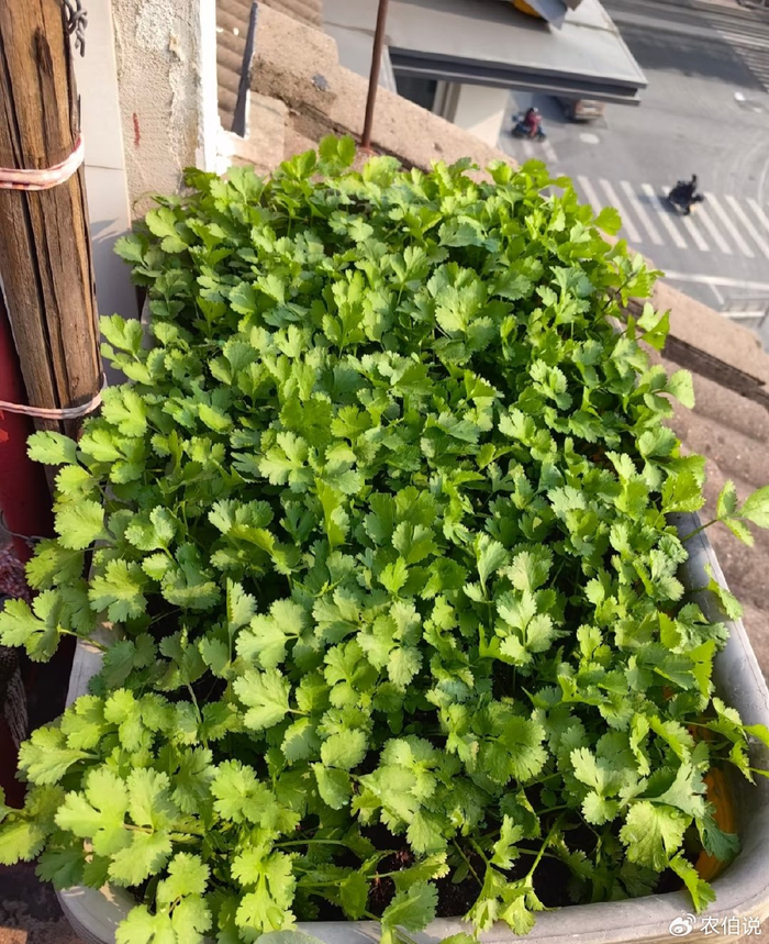 Onion cultivation methods