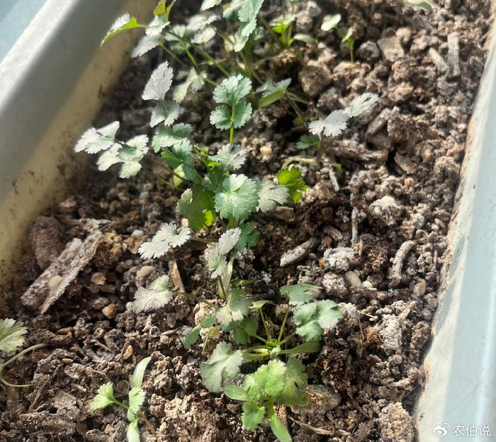 Onion cultivation methods