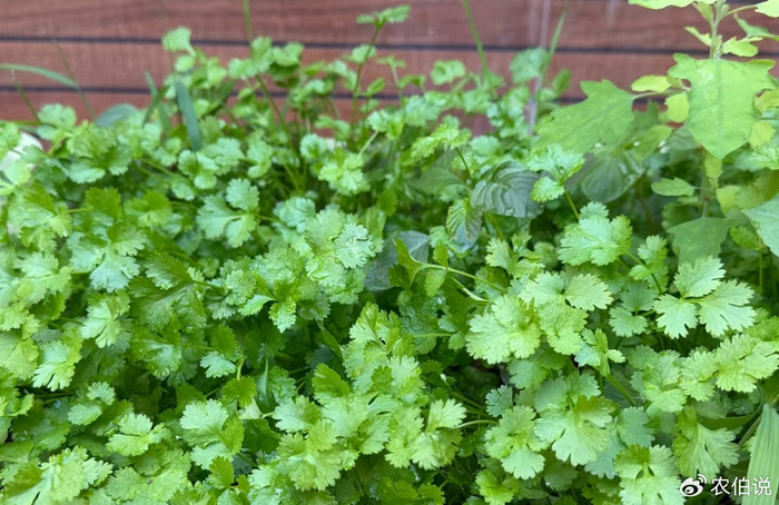 Onion cultivation methods