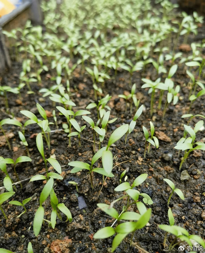 Onion cultivation methods