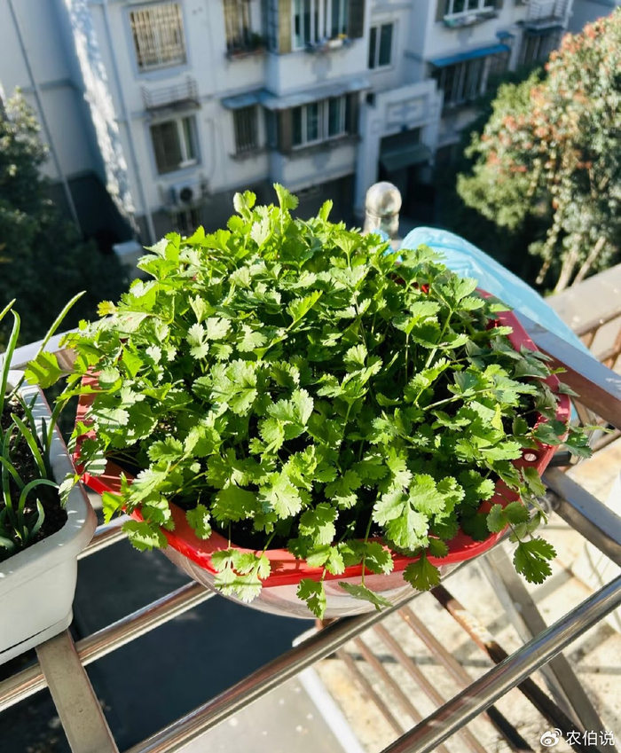 Onion cultivation methods