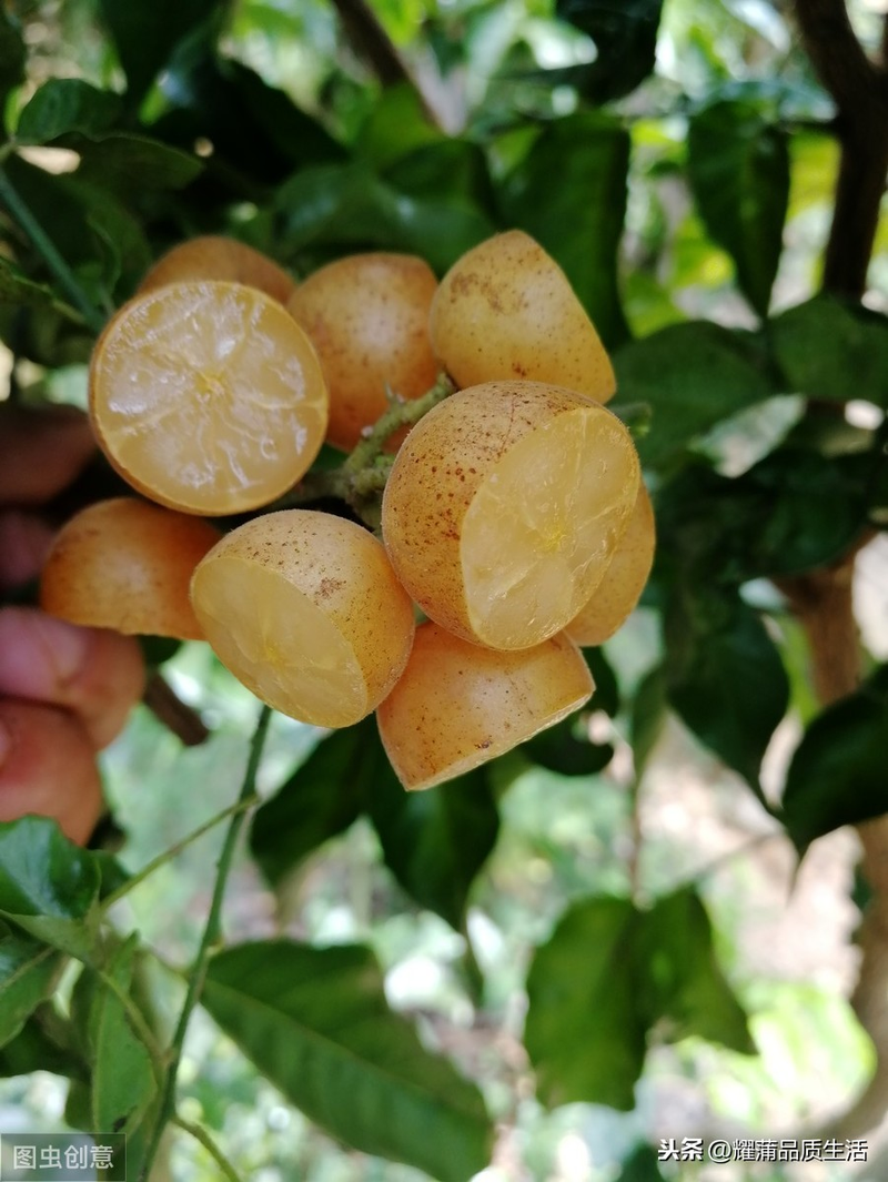 What techniques are needed for fruit tree cultivation