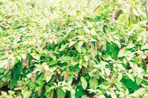 中药材种植技术研究所