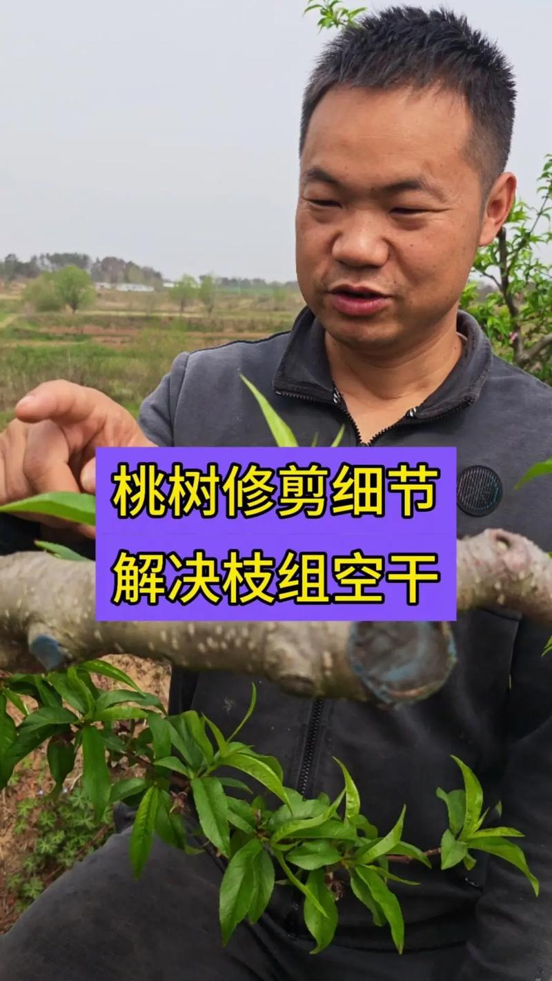 核桃树的种植技术
