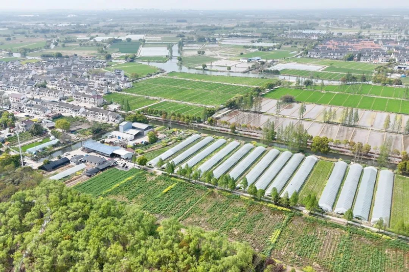 茭白种植技术视频