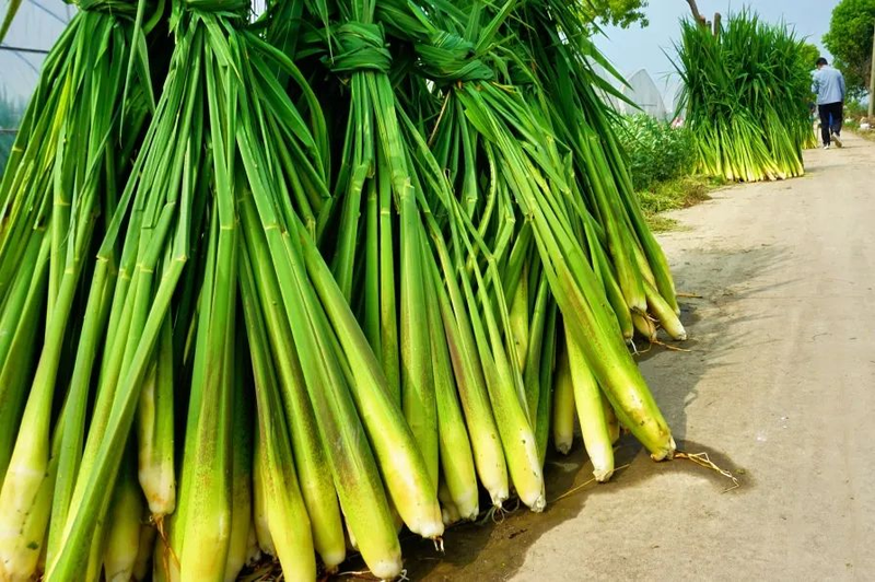 茭白种植技术视频