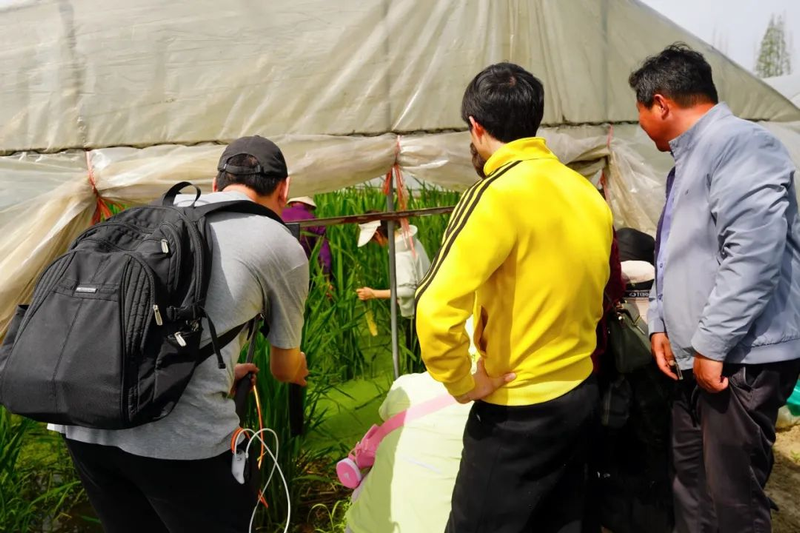 茭白种植技术视频