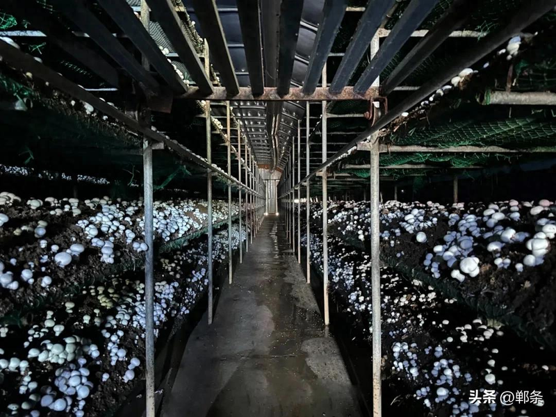 致富经食用菌种植技术