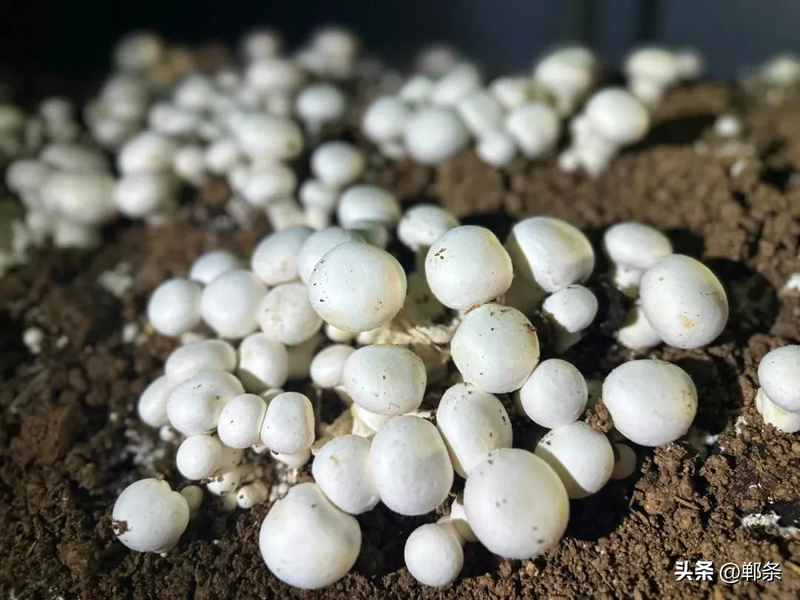 致富经食用菌种植技术