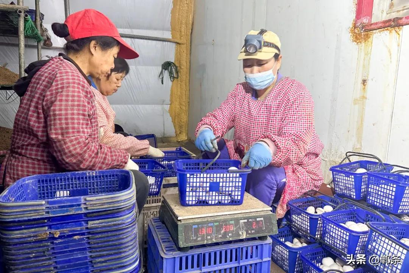 致富经食用菌种植技术