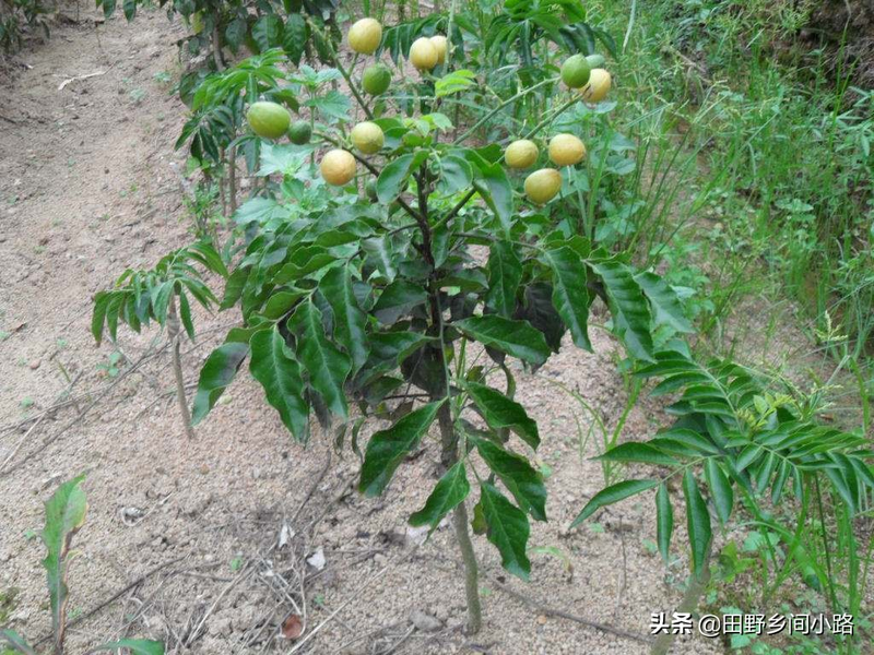 What techniques are needed for fruit tree cultivation