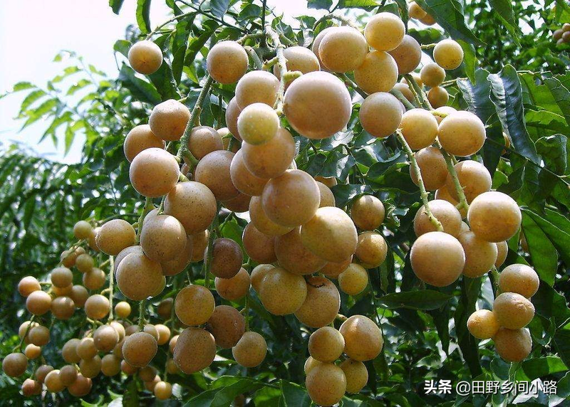 What techniques are needed for fruit tree cultivation