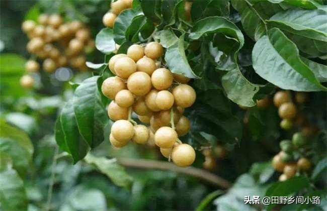 What techniques are needed for fruit tree cultivation