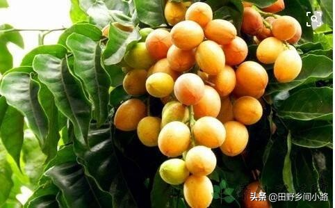 What techniques are needed for fruit tree cultivation