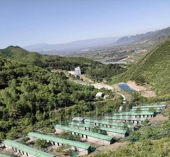 河北张家口：163万亩林下经济用地撑起“生态富民伞”